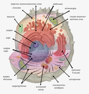 Icon For Template Of Cell Organelles - Labeled Cytosol
