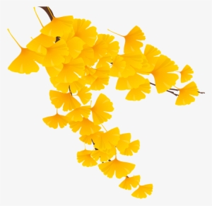 Yellow Ginkgo Leaves - Maidenhair Tree