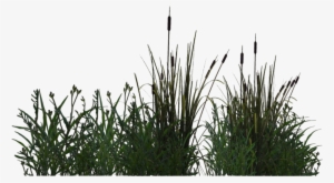 Pond Margin Plant - Pond Plants Png