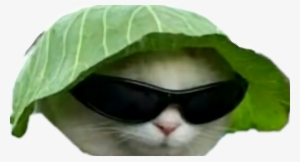 Report Abuse - Dank Cat Meme Png