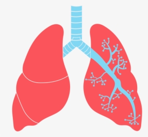 Lungs Free Download Png - Lungs Png