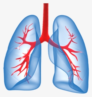Lungs Png File - Lungs Png