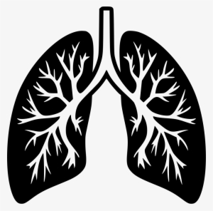 Lungs Comments - Lungs Png