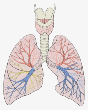 Lungs Diagram Detailed - Lungs Diagram Png