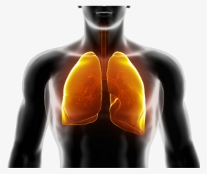 Lungs - Encyclopedia Of Lung Diseases And Research [book]