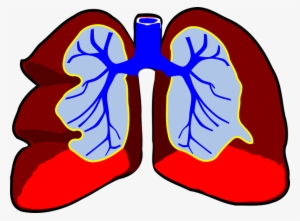 Download Lungs Clip Art Clipart Lung Clip Art - Lungs Clipart