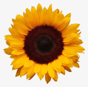 Sunflower Large 1,096×1,096 Pixels - Sunflower Png