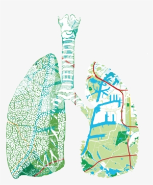 Lungs - Illustration