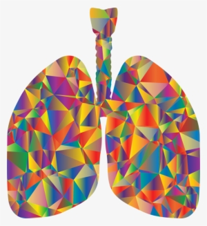 Lung Respiratory System Respiration Breathing Organ - Low Poly Lungs