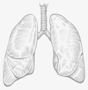 Deuce Strong Devon Williams Morgantown Wv But - Pencil Drawing Of Lungs