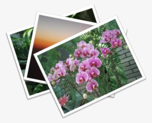 Jacklau96 Pic Icon - My Pictures Png Icon