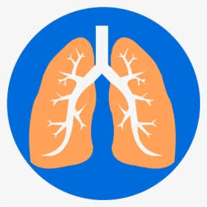 Lungs - Lung