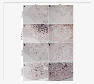 Histological Analysis Of Alkaline Phosphatase Staining - Alkaline Phosphatase
