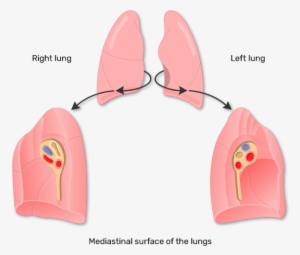 1 - Lung