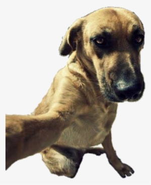 Selfie Dog Png - Selfie Dog