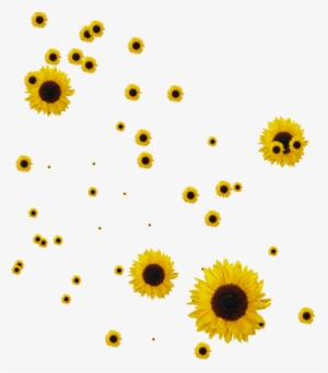 Sunflower Png 28731 - Sunflower