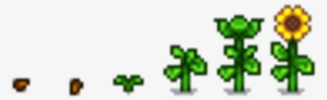 Sun Flower G - Stardew Valley Flower Png