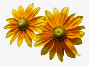 Sunflower And Bud - Flor De Verão Png
