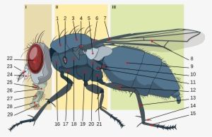 Open - Housefly Anatomy