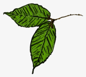 Leaf Icon - Transparent Background Leaf Transparent