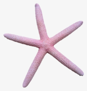 Vector Free Library Asteroidea On Emaze - Starfish Pink Png