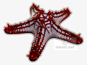Red Starfish Png - Red Knob Starfish