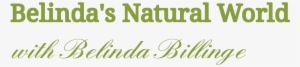 Belinda's Natural World - Calligraphy