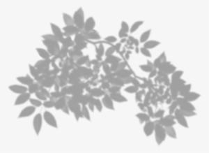 Tree Shadow Png Clip Art - Transparent Leaf Shadow Png