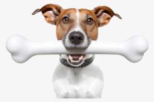 Ginny The Dog Live Webcam - Dog Chewing A Bone