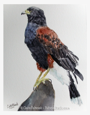 Jaguar - Red-tailed Hawk