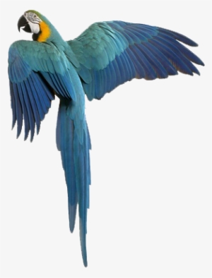 Vetco Treats Exotics - Exotic Bird Png
