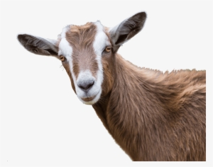 Goats Png - Sheep And Goat Diseases By Johannes Winkelmann