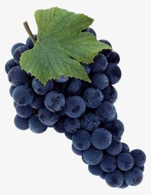 Black Grapes Png Image - Sadlier We Believe, Parish Edition: Jesus Shares God's
