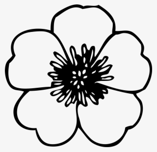 Anemone - Poppy Black And White Flowers