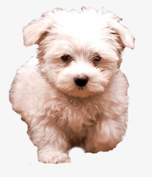 White Fluffy Dog Transparent Image Vector Black And - White Dog Transparent Background