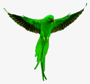 Animals Png, Rk Editing Png, Cb Edits Png - Hd Allah Ki Kudrat