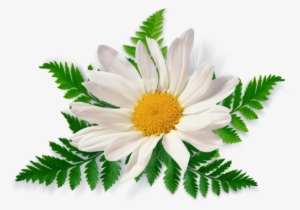 Patanjali Dant Kanti Junior Dantal Cream Toothpaste