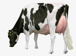 Cow Png - Milk Cow Pic Png