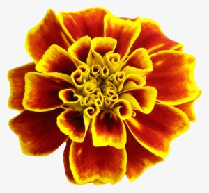 Flower Png