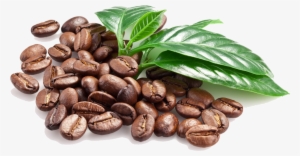 Beans Transparent Images Pluspng - Coffee Bean Leaf Png