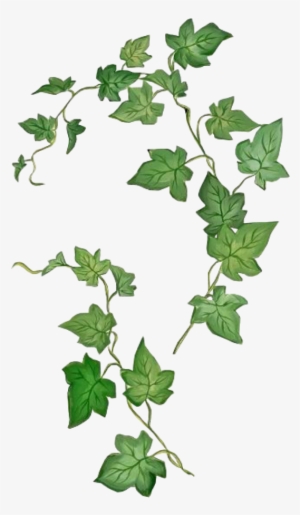 Leaves Png Green Kpopedit Edits Edit Overlay - Poison Ivy Plant Drawing