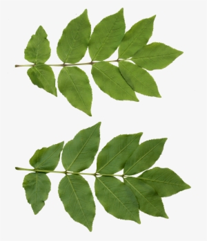 Leaf Png Free Download - Leaf Png