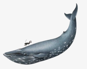 Blue Whale Png File - Whale Png