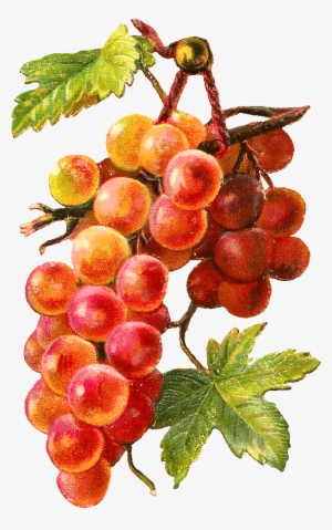 Gold Red Grapes Vine - Watercolor Painting