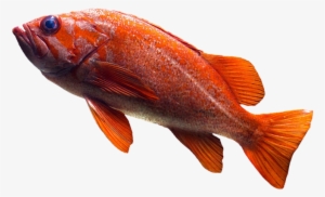Fish, Goldfish, Aquarium, Water, Pond, Swim - Mejorar Los Habitos Alimenticios