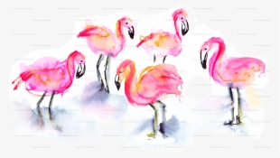 Greater Flamingo