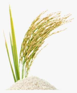 Rice Stalk Png - Rice