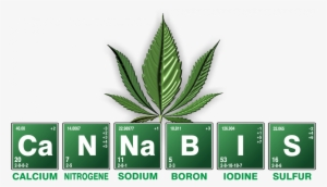 The History Of Cannabis Explained - Cannabis Plant Anatomy Family