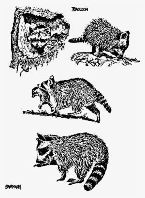This Free Icons Png Design Of 4 Raccoon Scenes