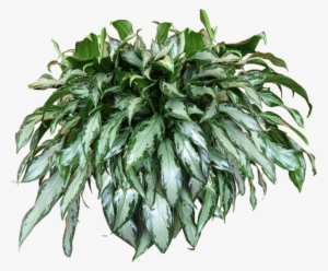 Excellent Jaceydecora Hanging Plant Texturepng With - Transparent Hanging Baskets Png